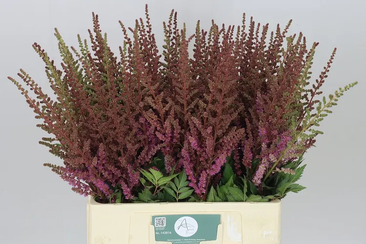 Astilbe Maggie Daley 70 cm