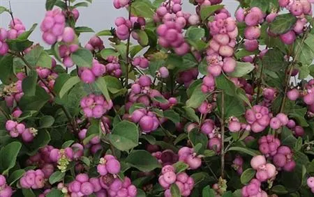 Symph Cerise 70 cm