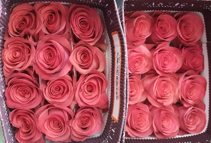 Rosa Gr Ec Lady Amira 50 cm