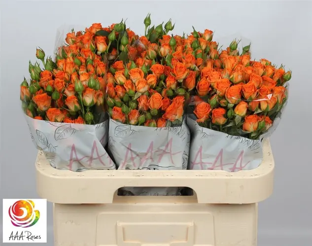 Rosa Tr Picanto 60 cm