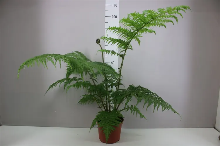 Cyathea Cooperi črepník 24 cm