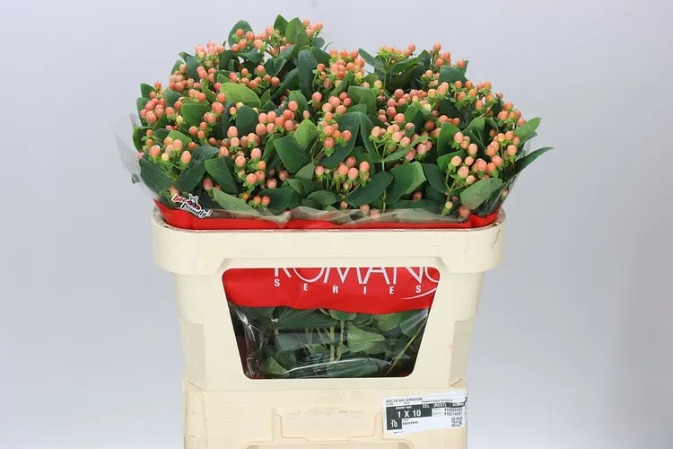 Hyp Spray Mellow Romance 70 cm
