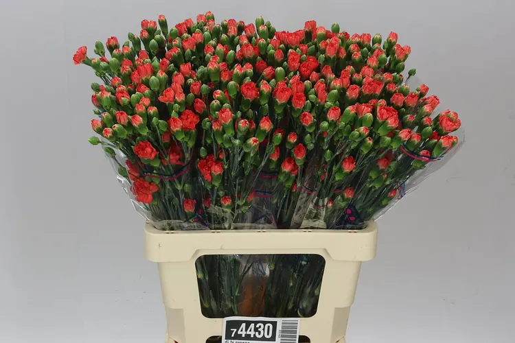 Di Tr Orange 65 cm