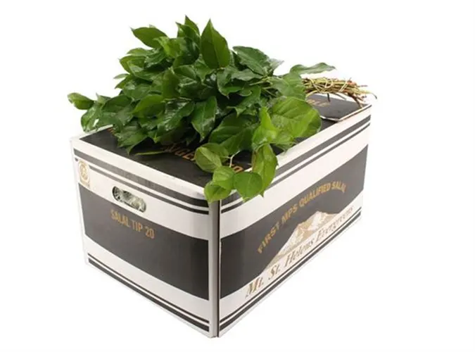 Salal Tips Mt St Helens X20 45 cm