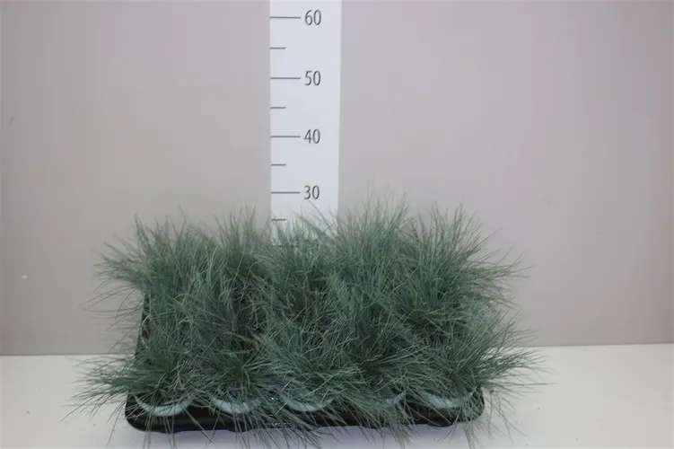 Festuca Glauca Compacta Blue® črepník 10,5 cm