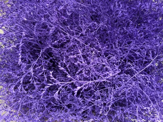 Lim Beltaard Purple 80 cm