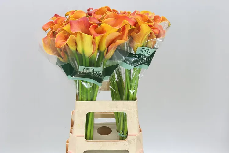 Zant Callista 70 cm