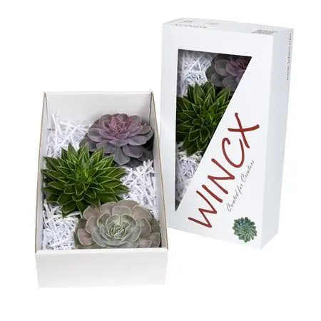 Echeveria Wincx Mix 20 cm