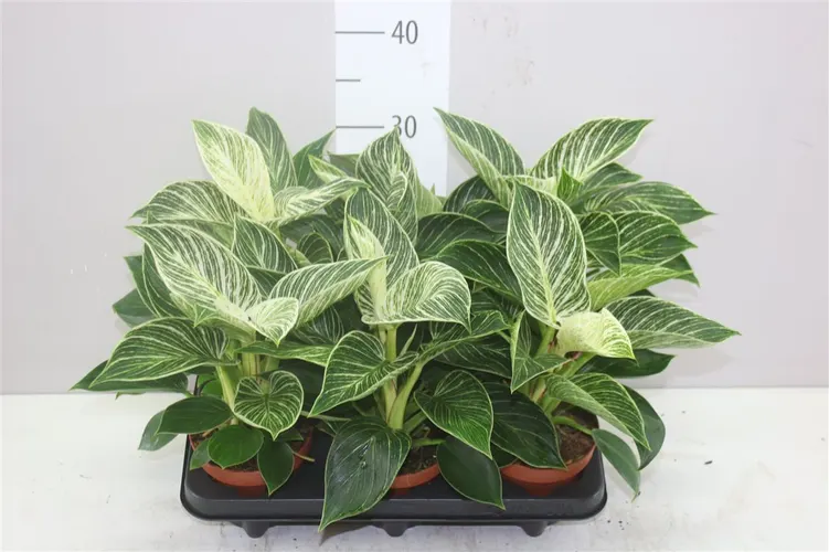 Philodendron White Wave črepník 12 cm