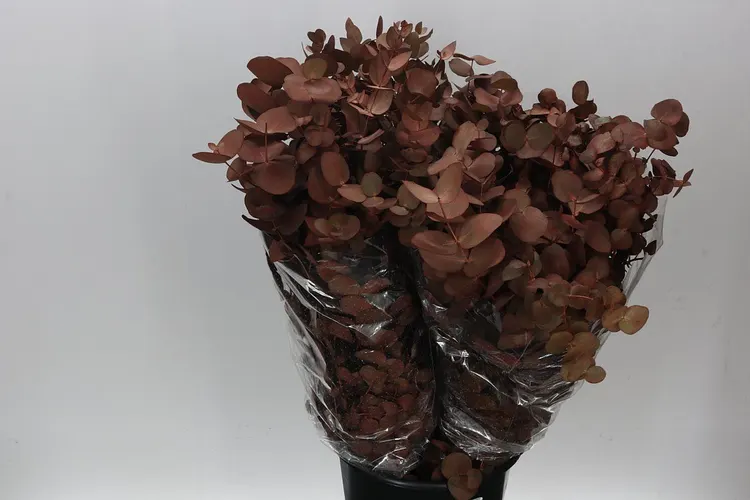 Cinerea Brown 75 cm