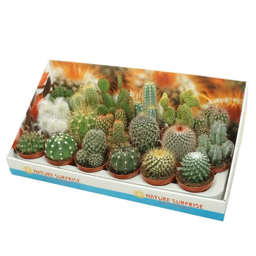Cactus Gemengd Showdoos črepník 8,5 cm