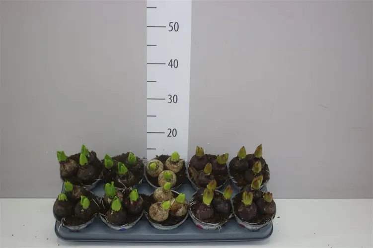 Hyacinthus Gemengd 3pp črepník 12 cm