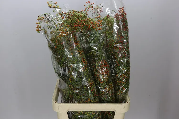 Rozenbottel Corallo 110 cm
