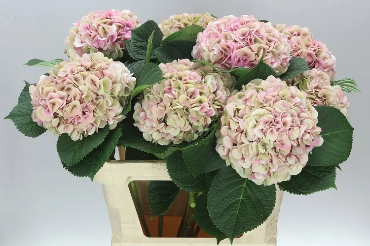 Hortenzia Vienna Classic 80 cm