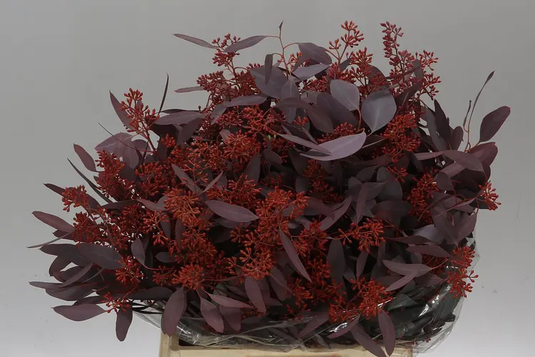 Populus Berries Abs Red Short 55 cm