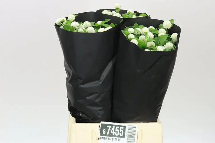 Gomphrena Gl. White 50 cm