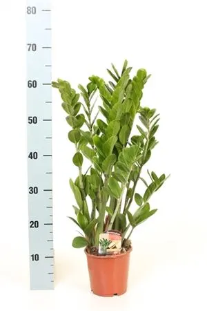 Zamiokulkas (Zamioculcas)