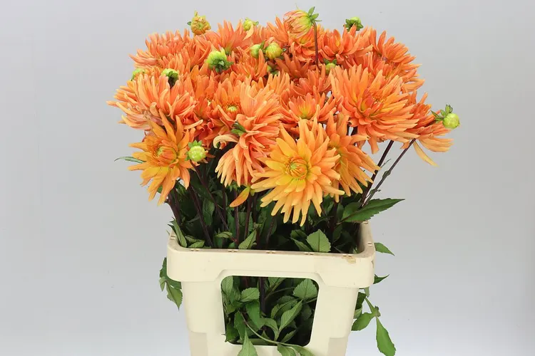 Dahlia Ludwig Helfert 60 cm