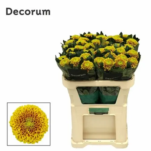 Chryzantéma veľkokvetá Tropicana 70 cm