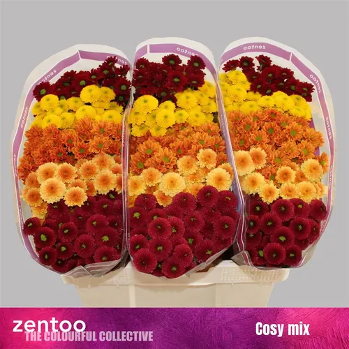 Sant Cosy Mixed 55 cm