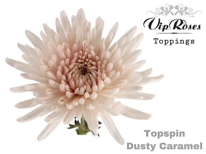 Chryzantéma veľkokvetá Topspin Dusty Caramel 70 cm
