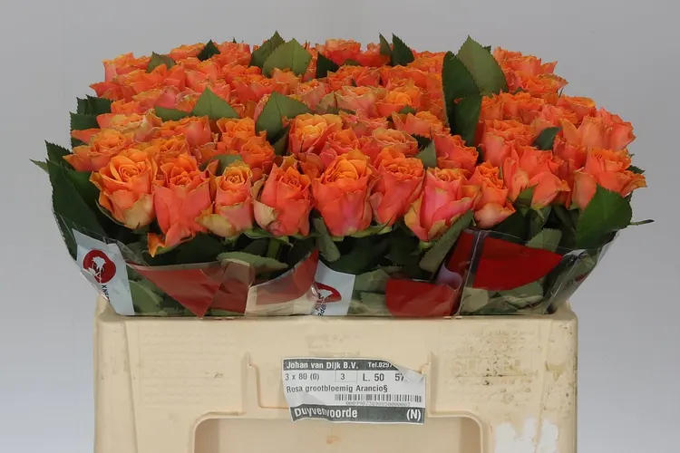 Rosa Gr Arancio 50 cm