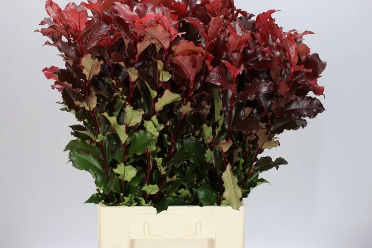 Photinia Magical Volcano 80 cm