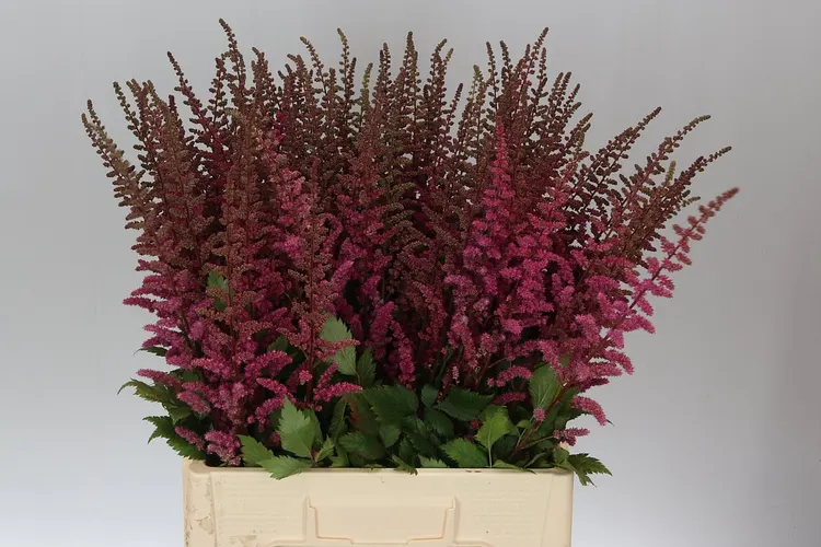 Astilbe Maggie Daley 70 cm