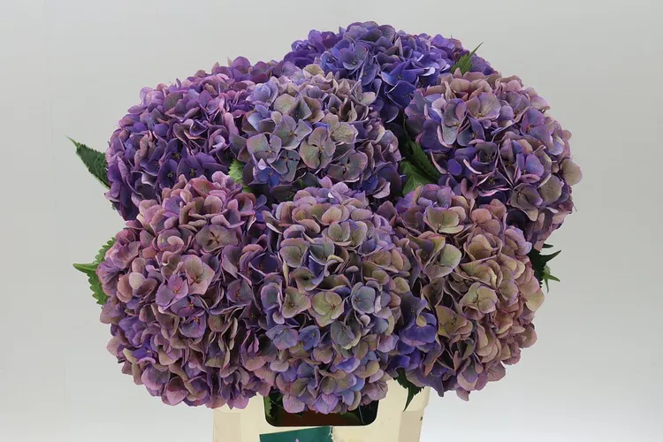 Hyd Opera Classic 60 cm