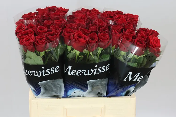 Ruža Red Naomi Meeuw 60 cm