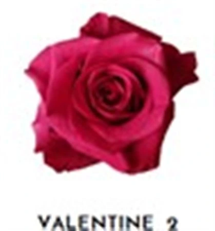 Ruža farbená Valentine 2, Ekvádor 50 cm