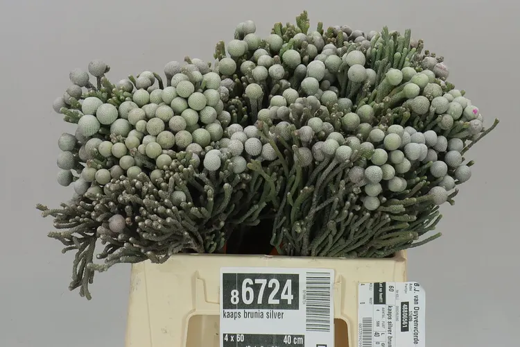 Kaaps Brunia Silver 40 cm