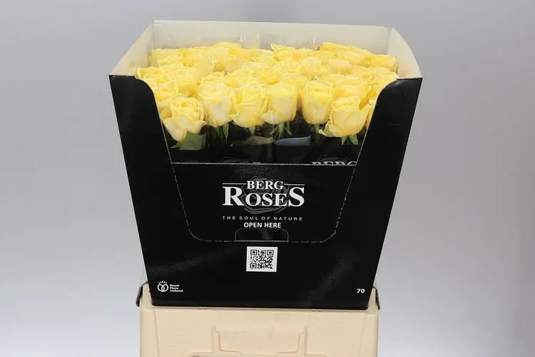 Rosa Gr Buttercup Holl 70 cm
