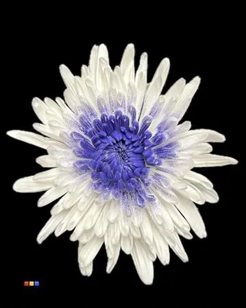 Chr G Ana White + Purple 70 cm