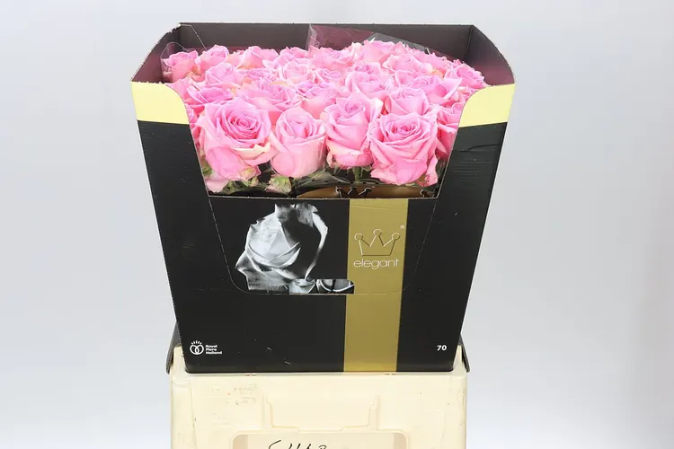 Rosa Gr Sweet Sixteen 70 cm