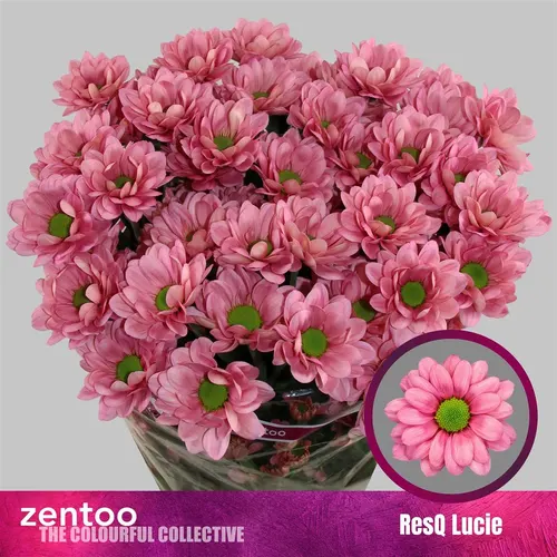 Chr T Resq Lucie 70 cm