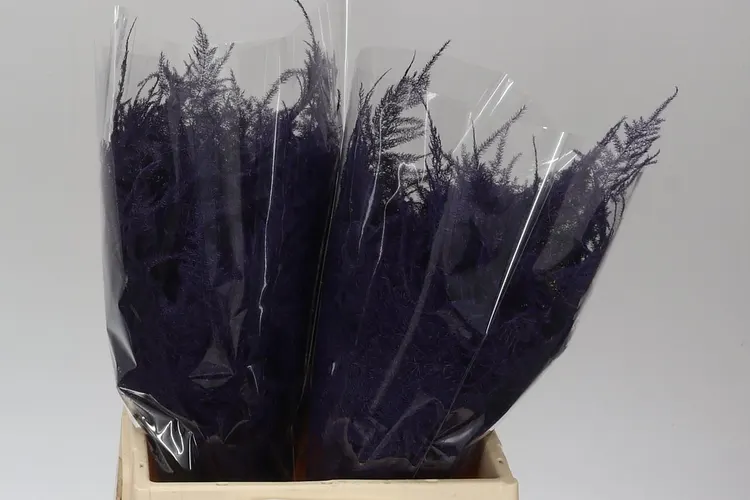 Asparagus 1e Veren Purple 45 cm