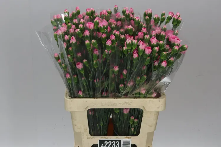 Di Tr Pink 65 cm