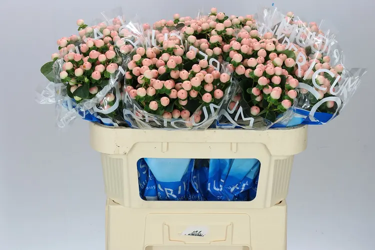Hyp Coco Tiamo 70 cm