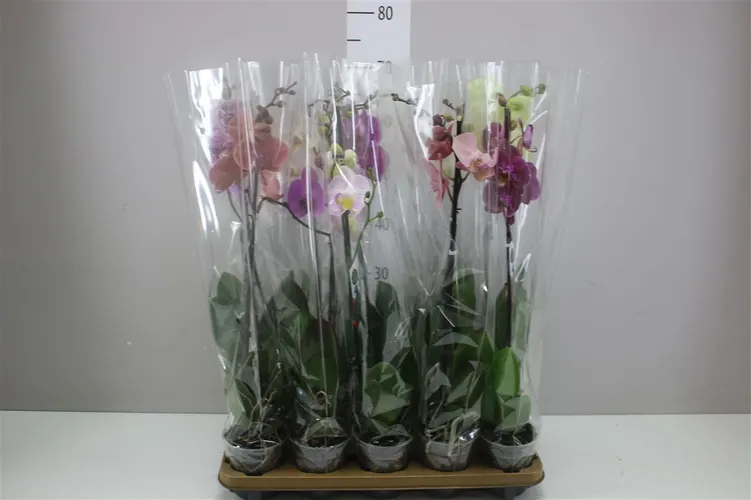 Orchidea Phalaenopsis mix 9+, 1 výhon črepník 12 cm