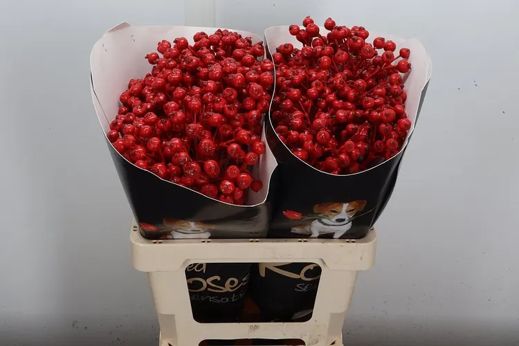 Rosa Bottel Wx červená 60 cm
