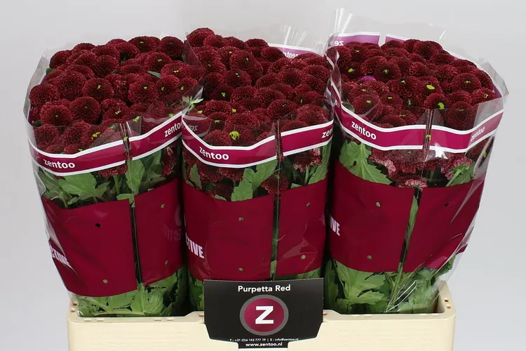 Chryzantéma santini Purpetta Red 55 cm