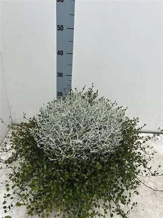Calocephalus/muehlenbeckia Xl črepník 23 cm