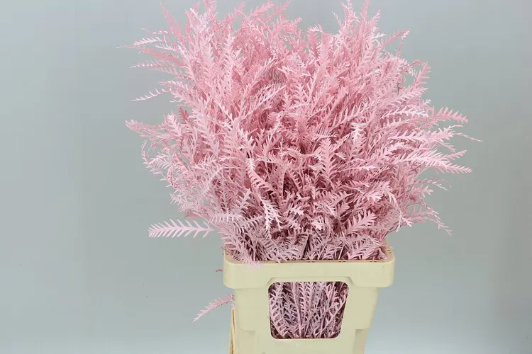 Ivanhoe Light Pink 60 cm