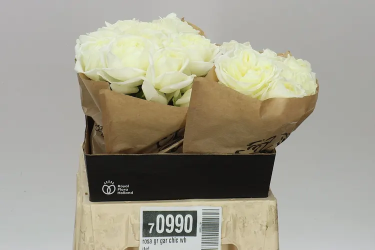 Ruža záhradná Chic White! 40 cm