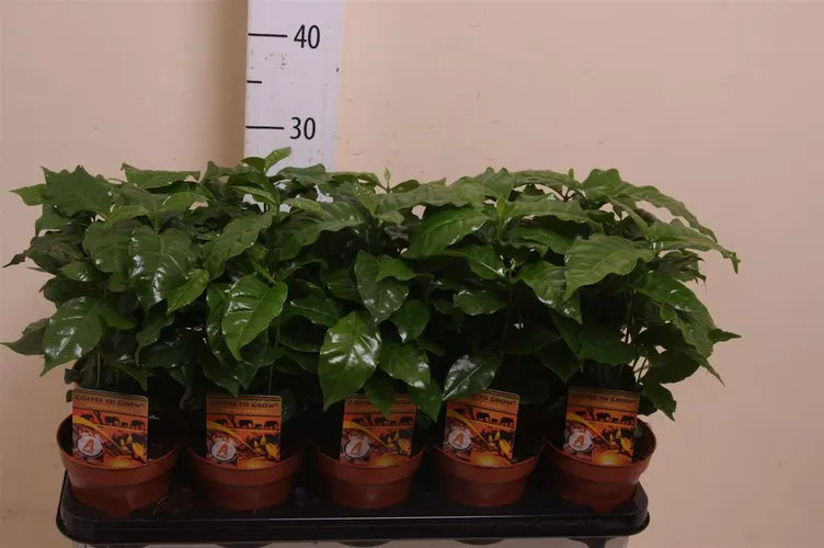 Kávovník Arabica črepník 12 cm