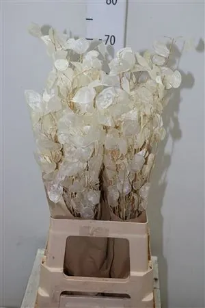 Lunaria Wit 70 cm