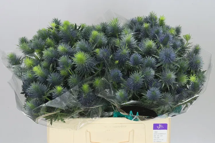 Eryngium Supernova 60 cm
