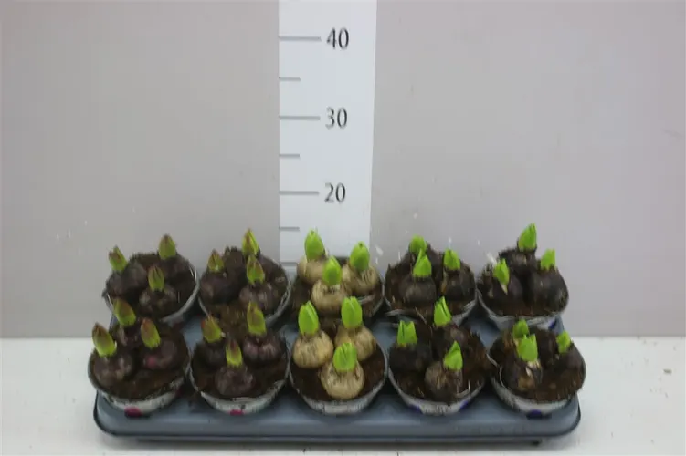 Hyacinthus Gemengd 3pp črepník 12 cm