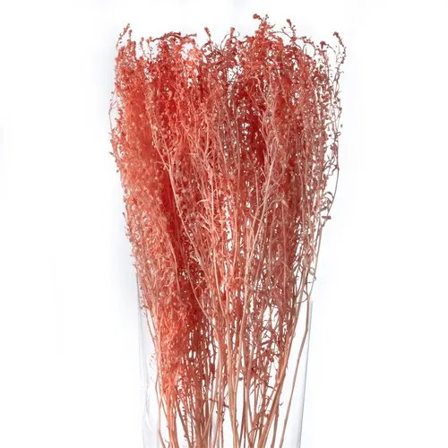 Pres. Thlaspi Preserved Living Coral 40 cm